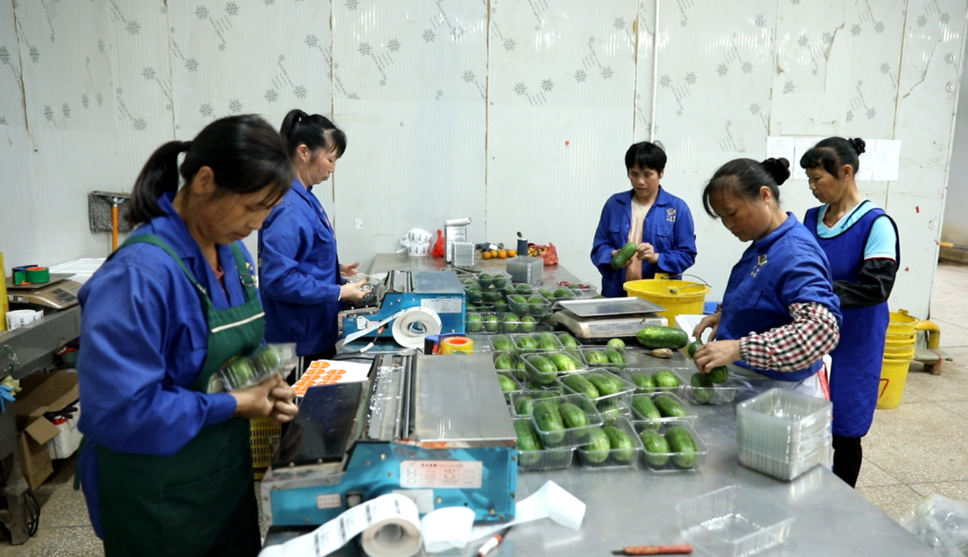 永州江永：“菜篮子”从田间直供粤港澳及海外市场