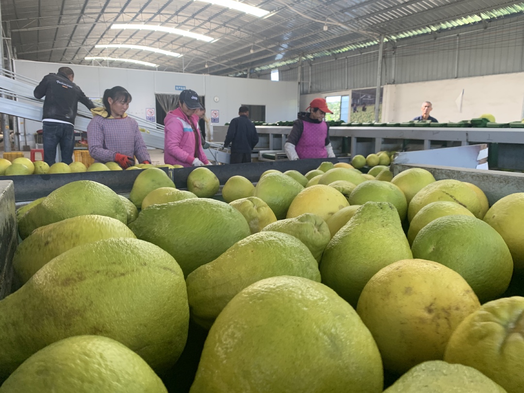 江永：13.8万亩香柚丰收上市