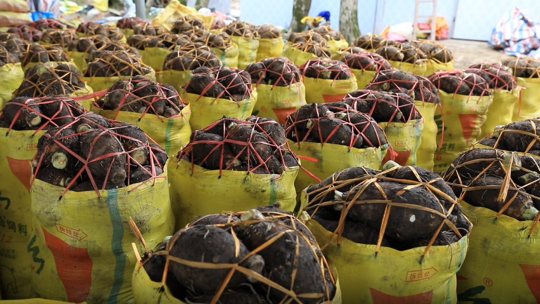 万亩香芋相继进入采收期！江永县持续推动香芋全产业链发展