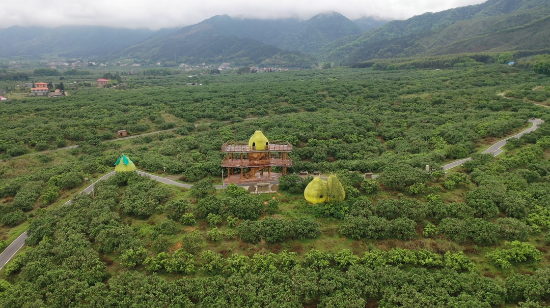 江永：柚花飘香 果农人工授粉忙