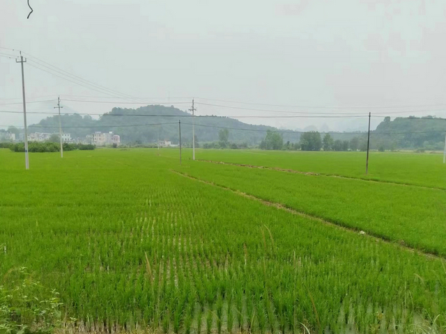 江永县全面完成13.82万亩早稻移栽任务
