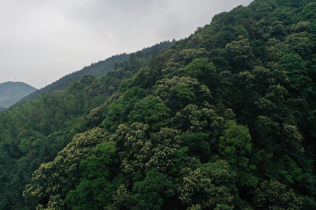 江永：锥树花盛开 繁星点点满山头