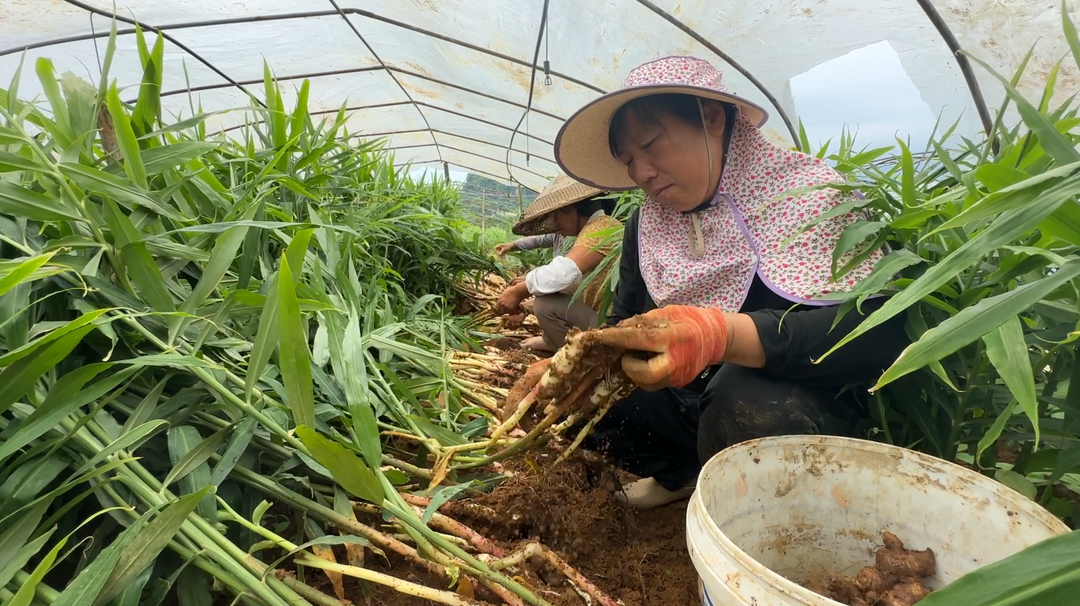 江永：萬(wàn)畝香姜搶鮮上市 口感清脆受青睞