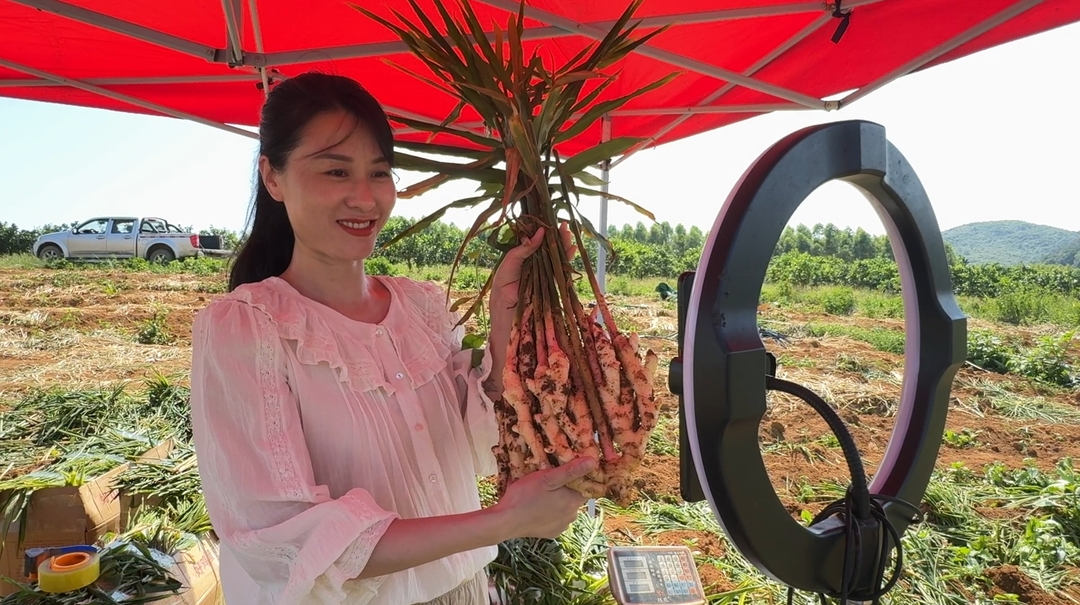 江永：萬畝香姜陸續(xù)上市 電商引領湘貨出山