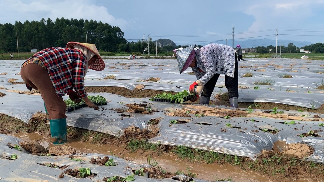 江永： 秋冬蔬菜移栽忙