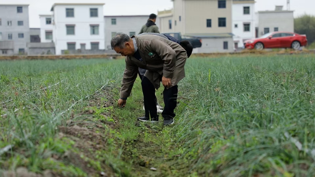江永：发展藠头新产业 助力瑶胞增收