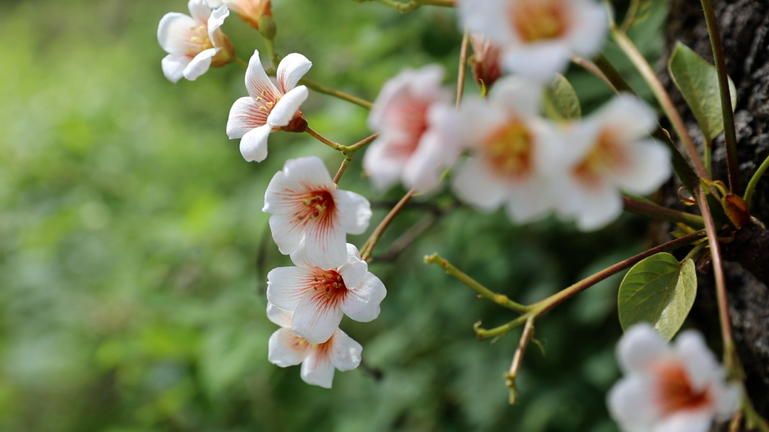 江永：桐花橙花相映成趣   缀出一派灿烂春光