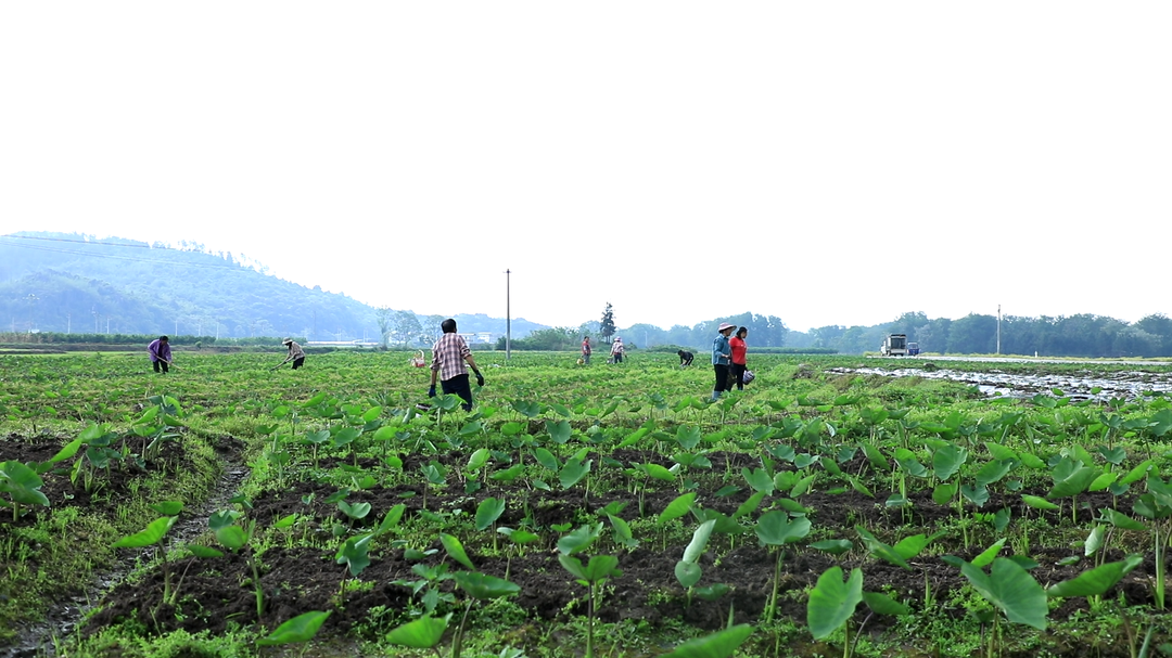 江永：香芋田间精细管护