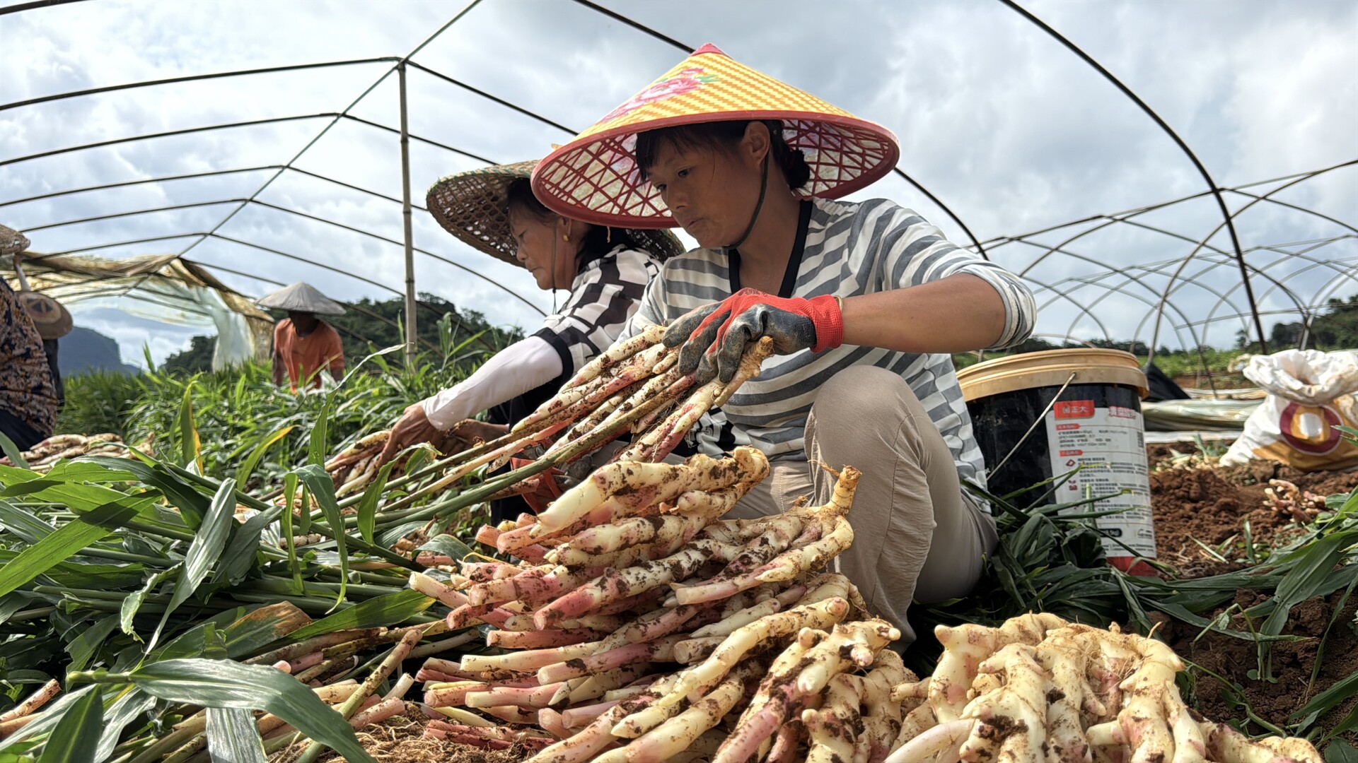 跨越夏秋的美味，江永香姜搭上电商“快车” 销往全国