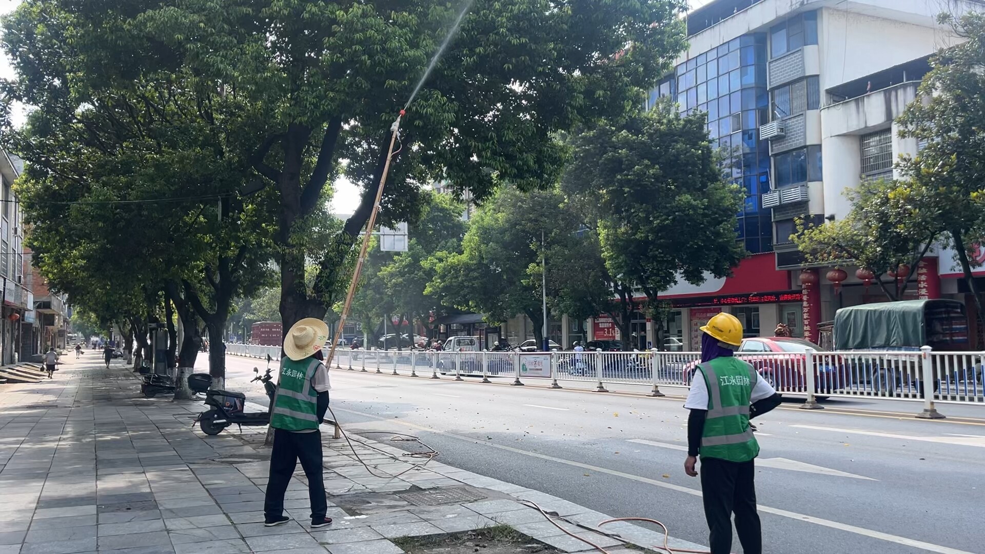 江永：精细化消杀 守护绿荫民生