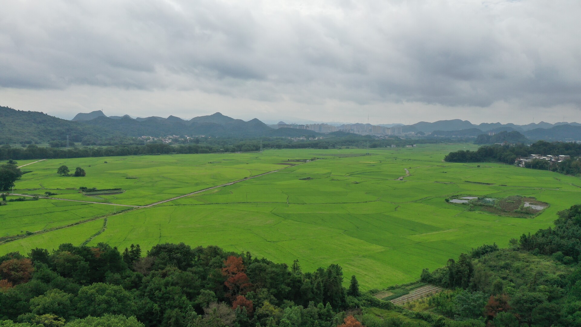 江永：連片水稻繪就田園綠色畫卷
