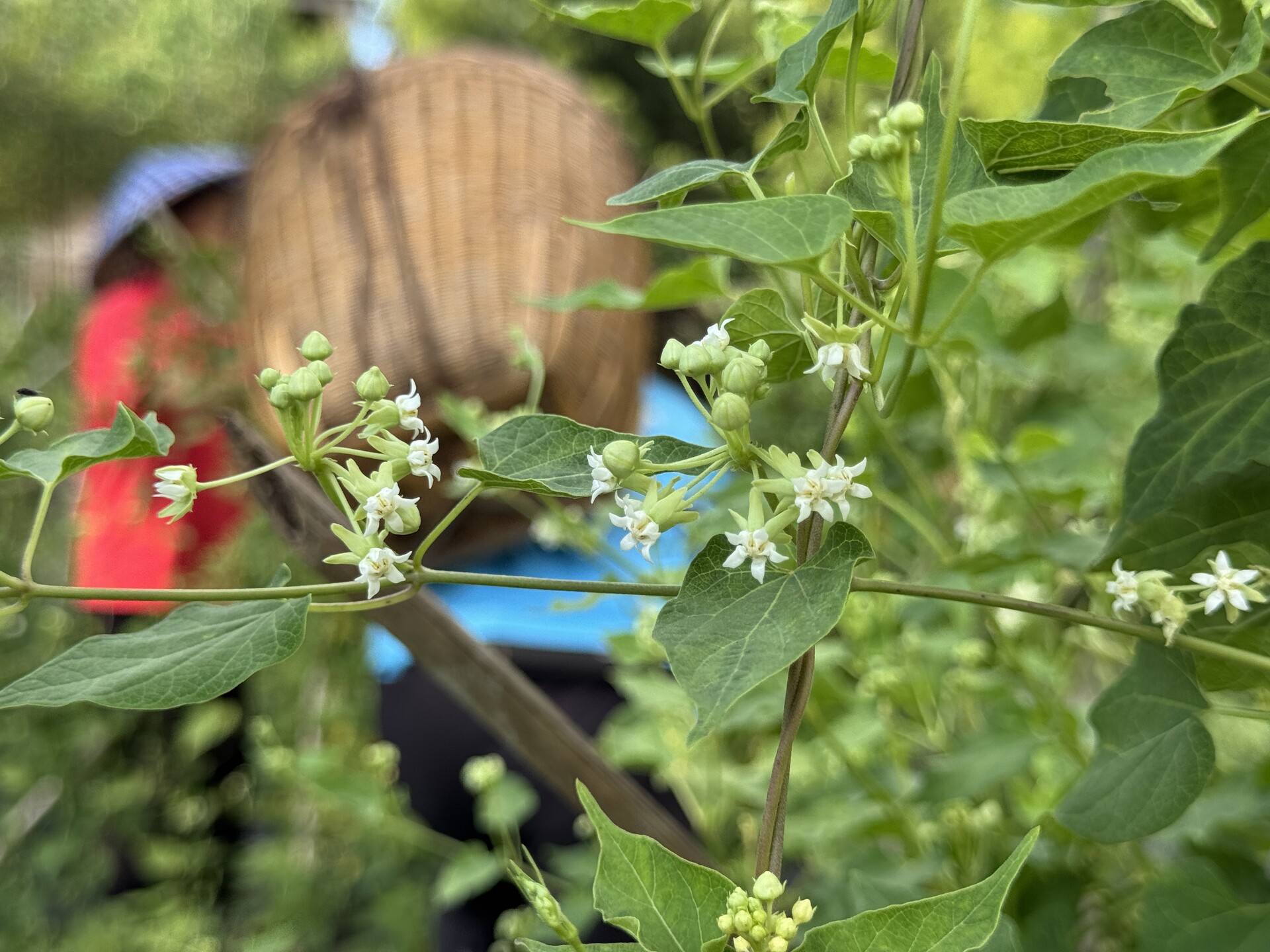 江永白首乌花茶：非遗传承中的芬芳密码