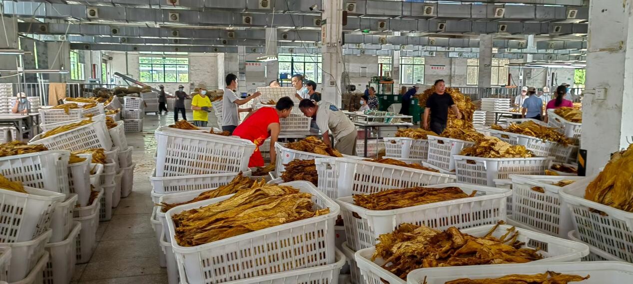 兰溪瑶族乡暖心助农 共赴烤烟丰收之约