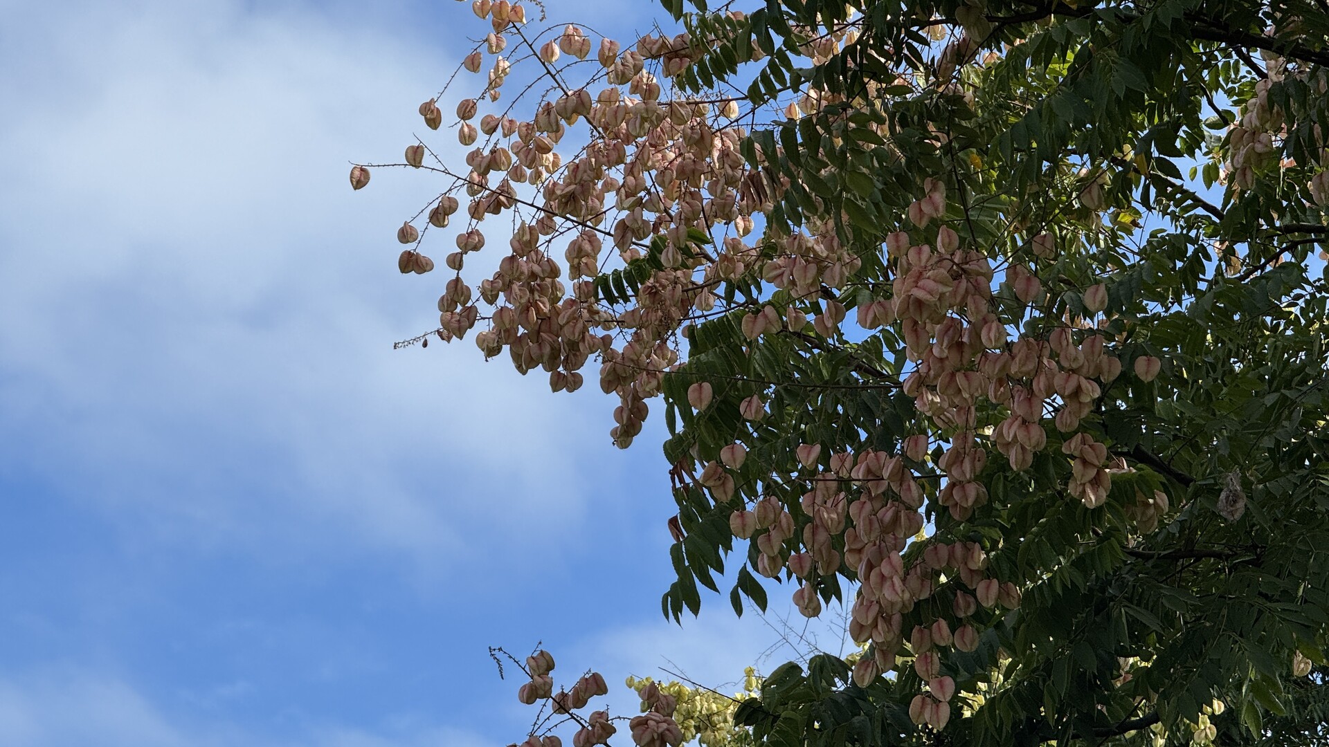 江永：栾树花开 邂逅秋季限定
