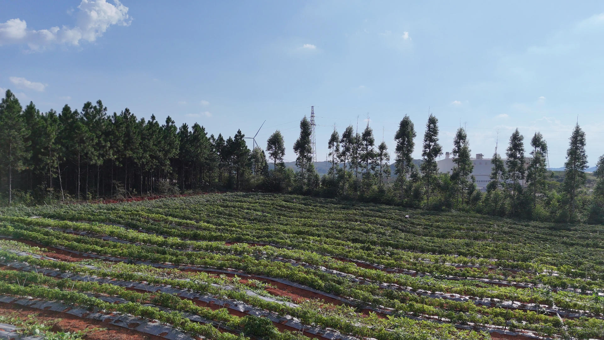 江永:辣椒错峰上市 助瑶民“巧”增收