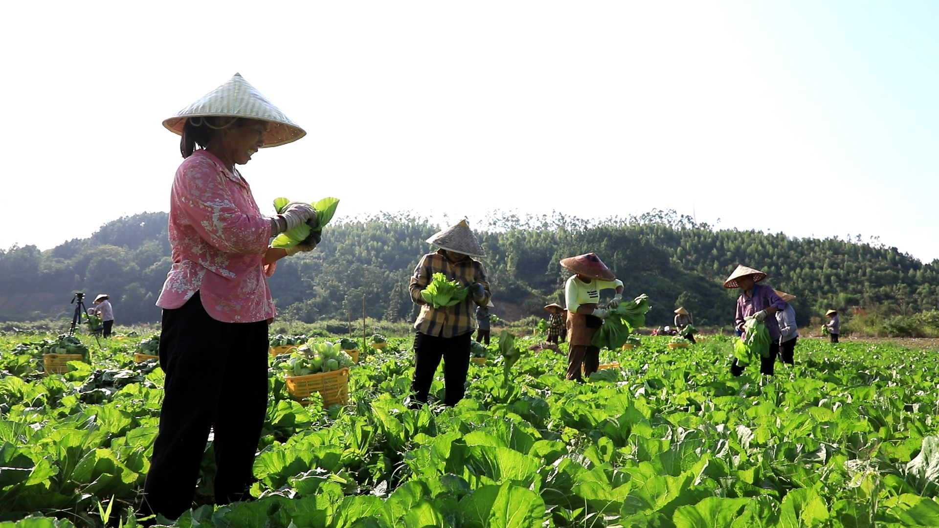 江永:芥菜丰收忙 轮作促增收