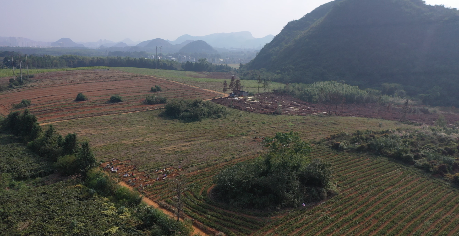 江永：地里刨出“黄金草” 玉竹丰产又丰收