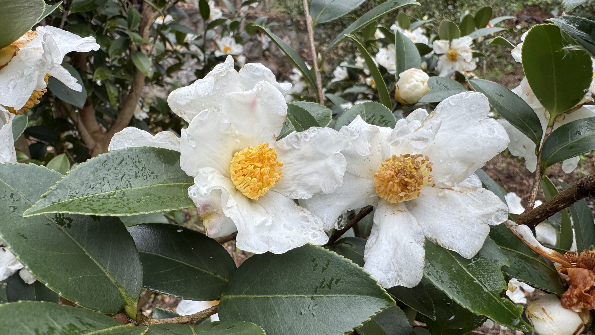 江永：油茶花盛开绘就秋日景象