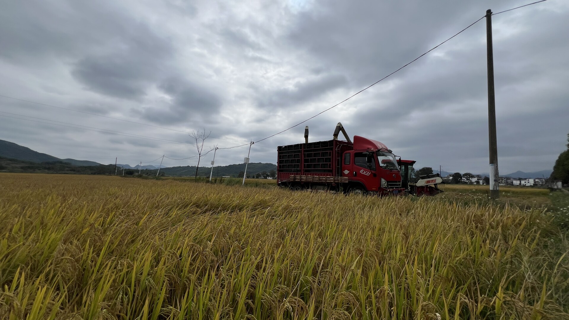 江永：晚稻铺金迎丰收 机械收割效率高