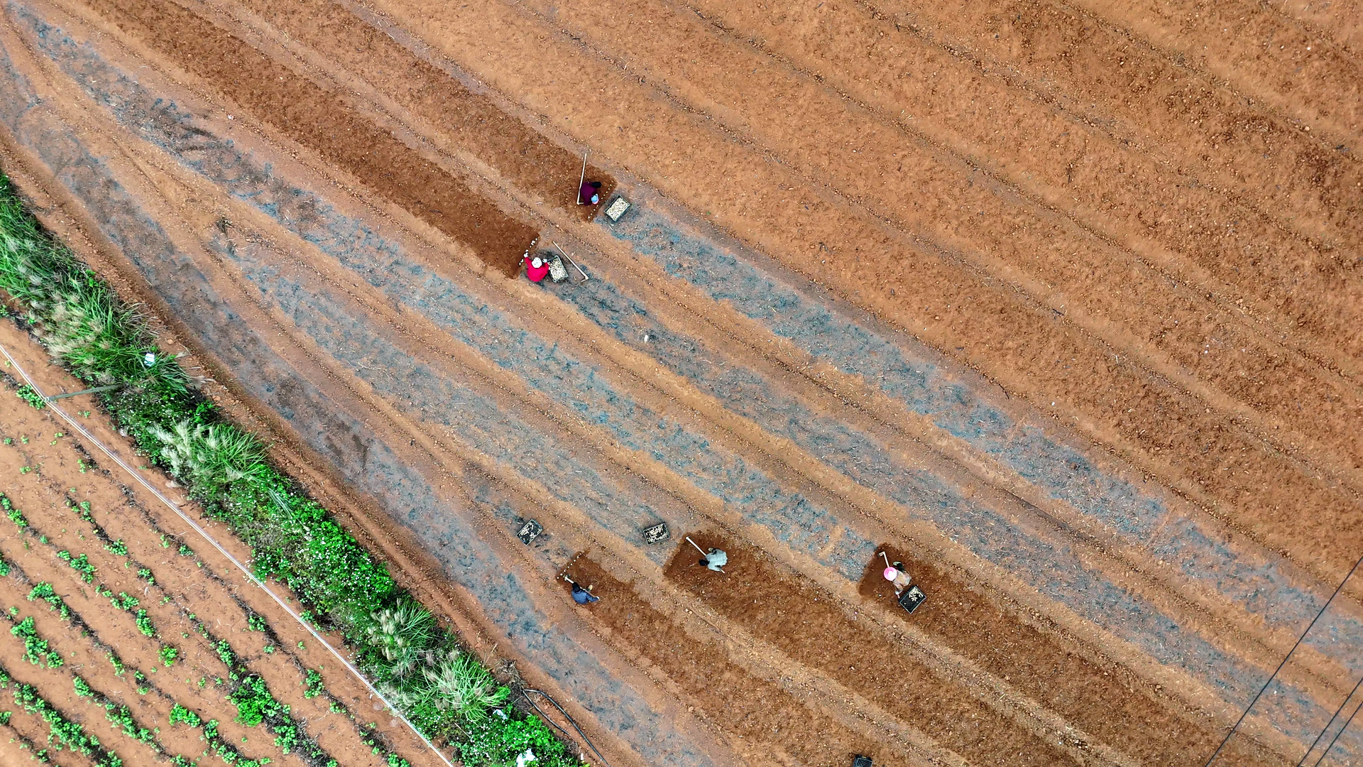 江永：龙牙百合种出好“钱”景 村民家门口就业增收