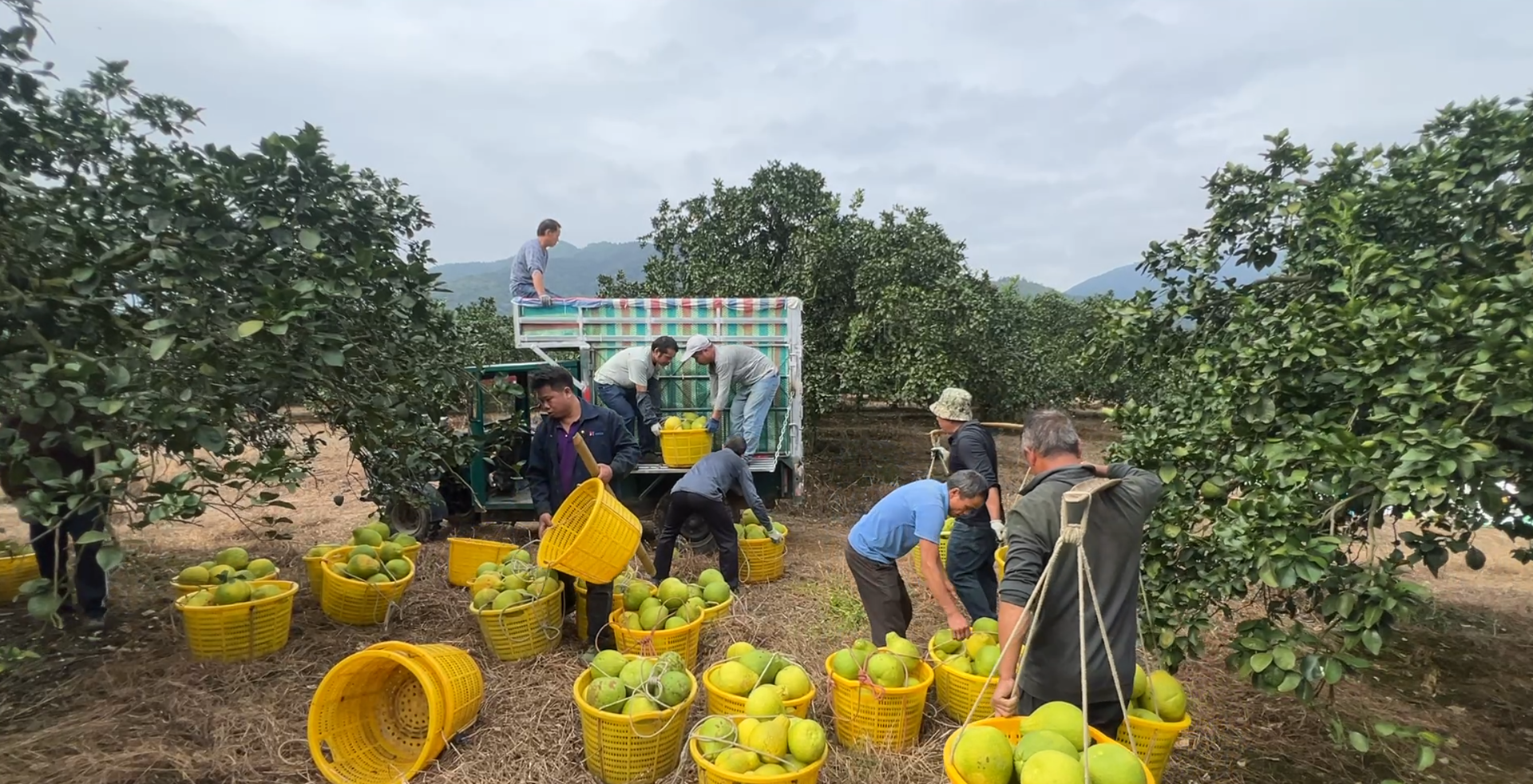 江永：粗石江镇香柚喜获丰收