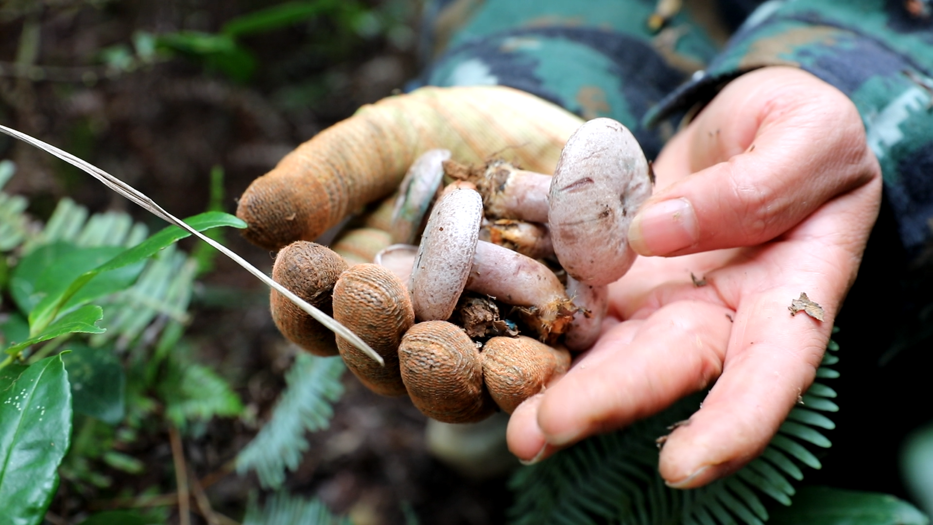 南风菌飘香 市民寻味山野乐享“限定鲜美”