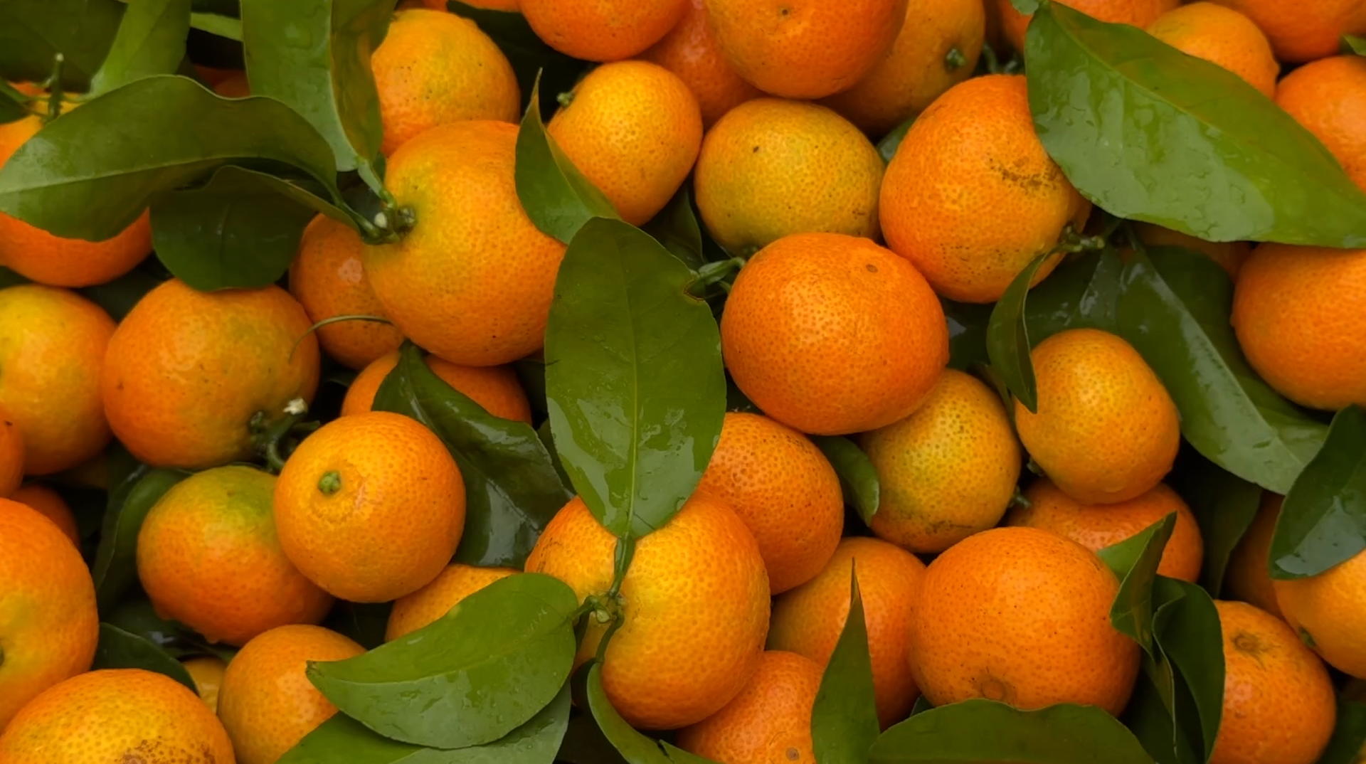 江永：砂糖橘丰收季 甜蜜果实装满 “钱袋子”