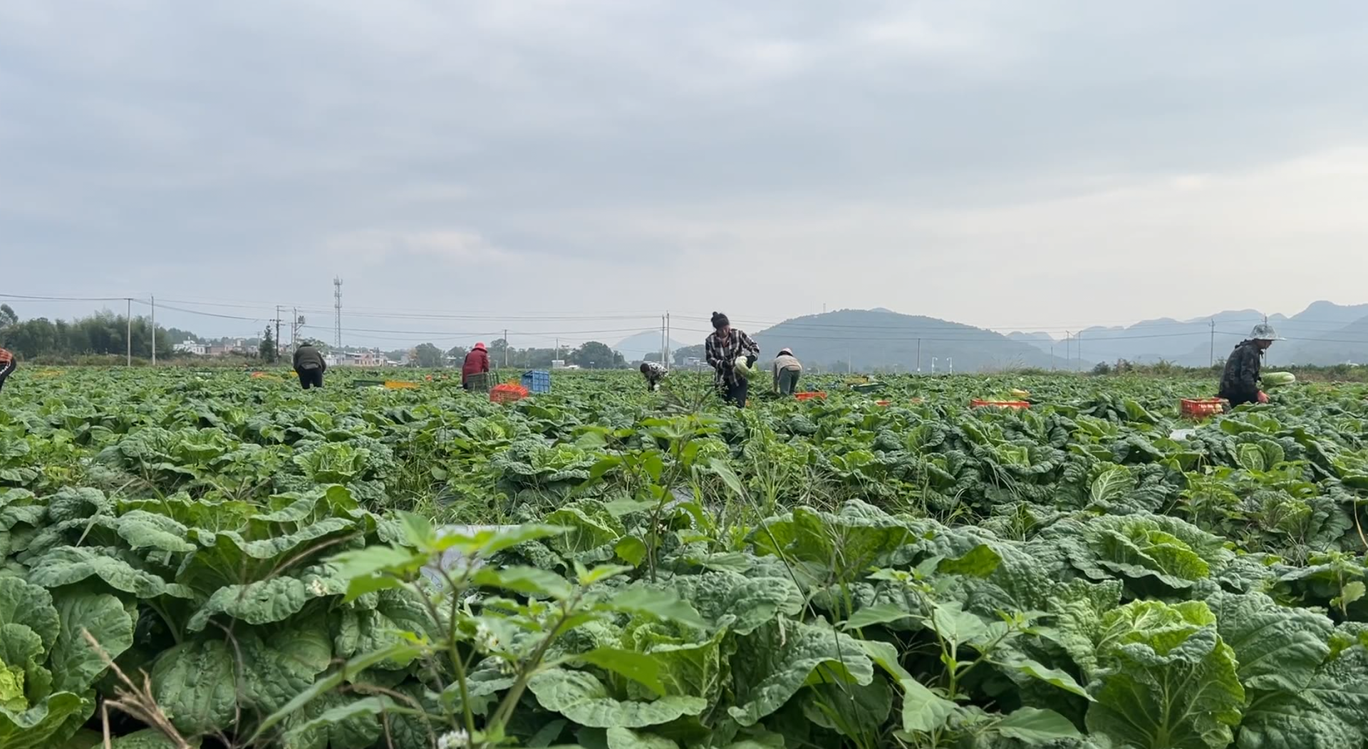 江永：冬早蔬菜抢“鲜”上市