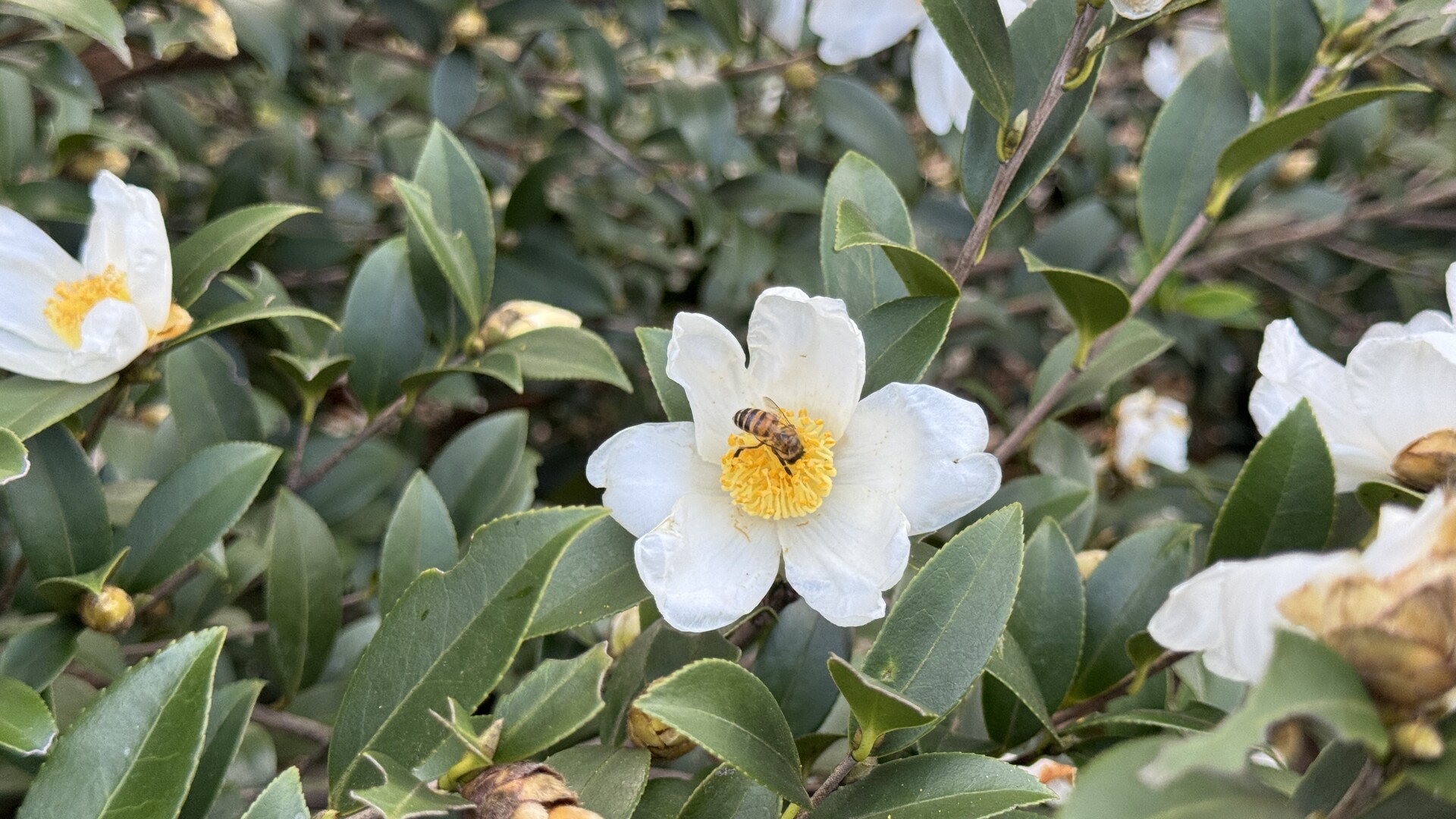 江永：冬日暖阳 山茶花盛开