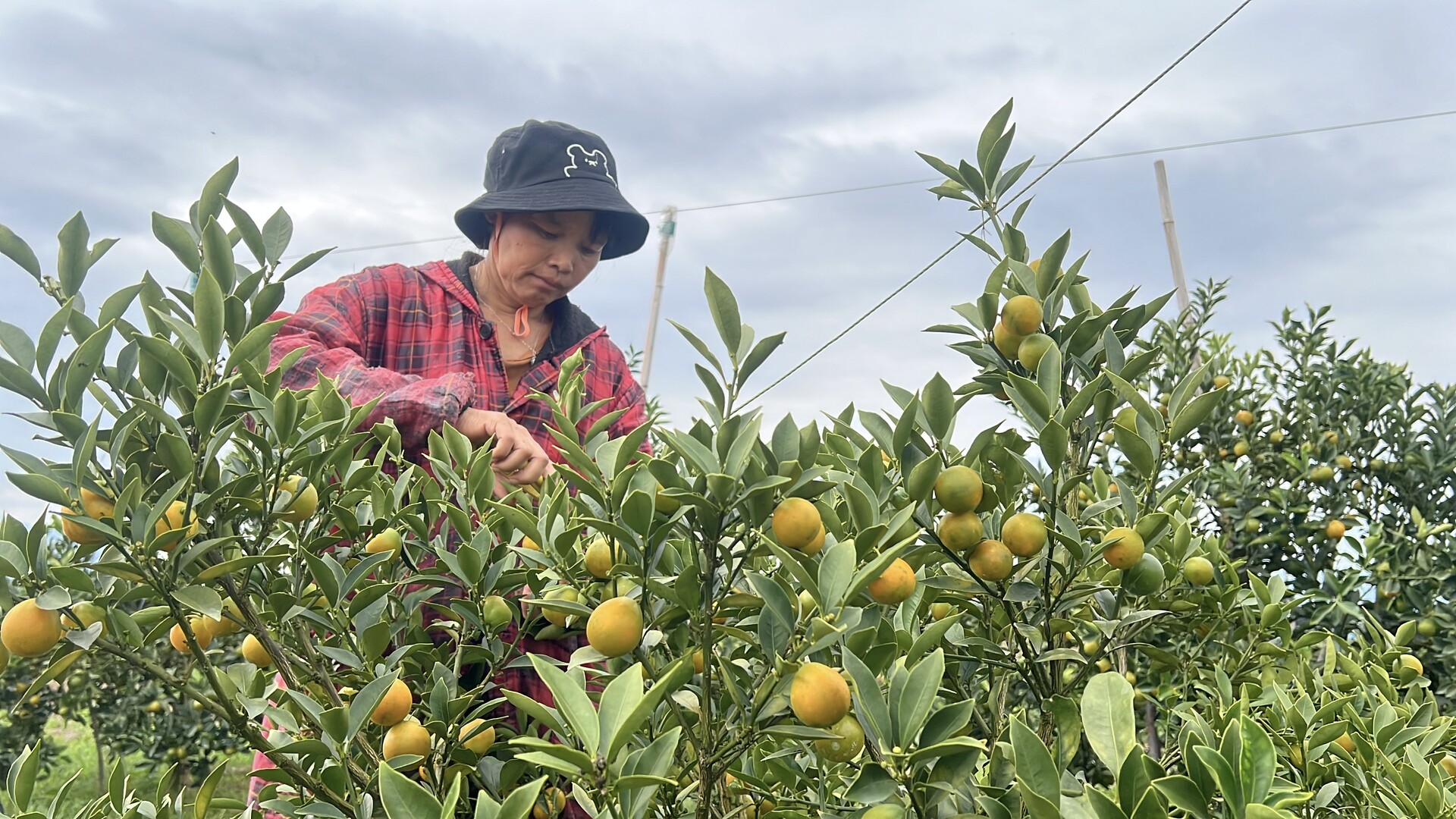 江永：脆蜜金桔喜获丰收 甜蜜产业铺就振兴路