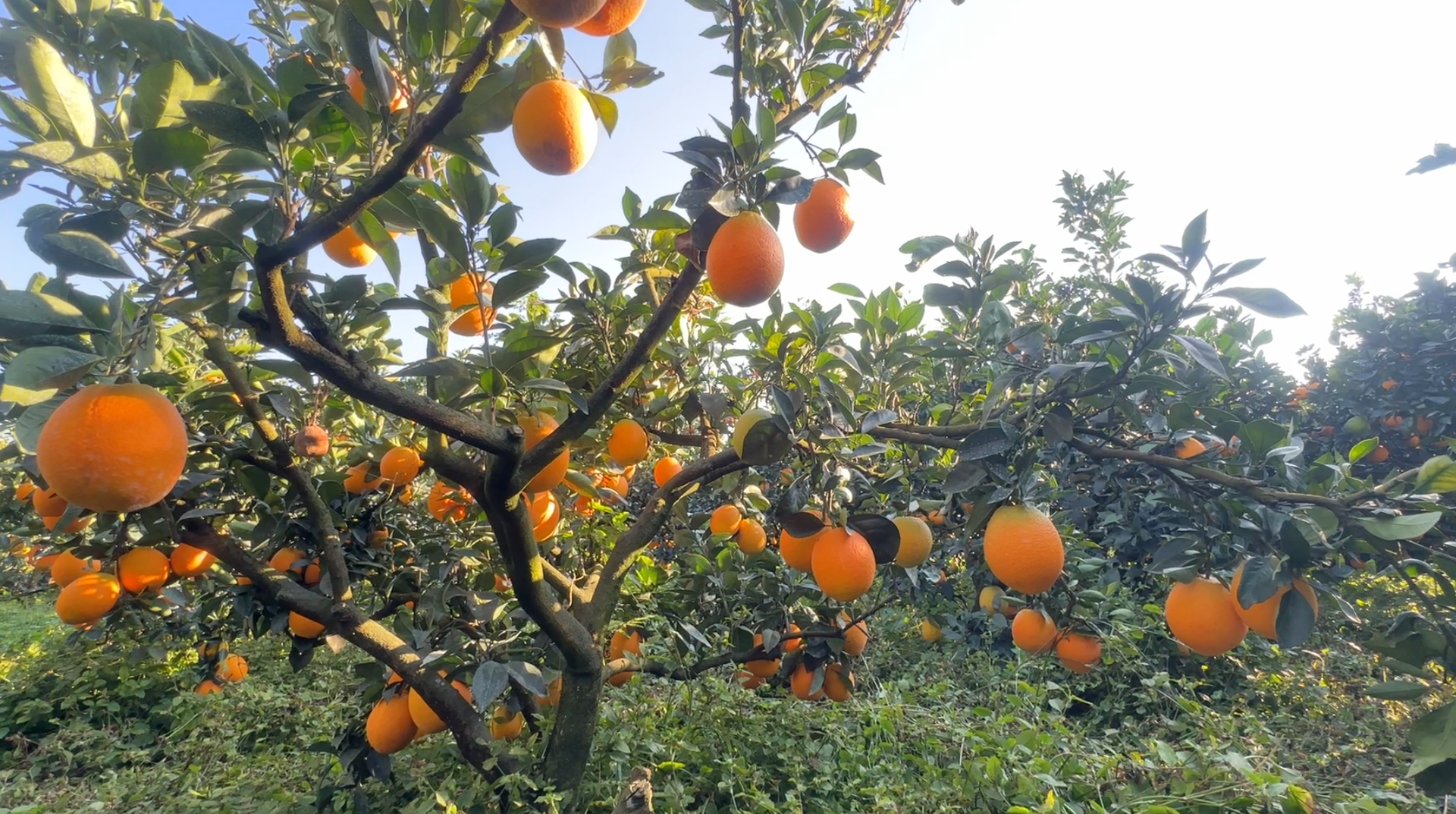 富硒沃土育佳果 江永脐橙即将甜蜜上市