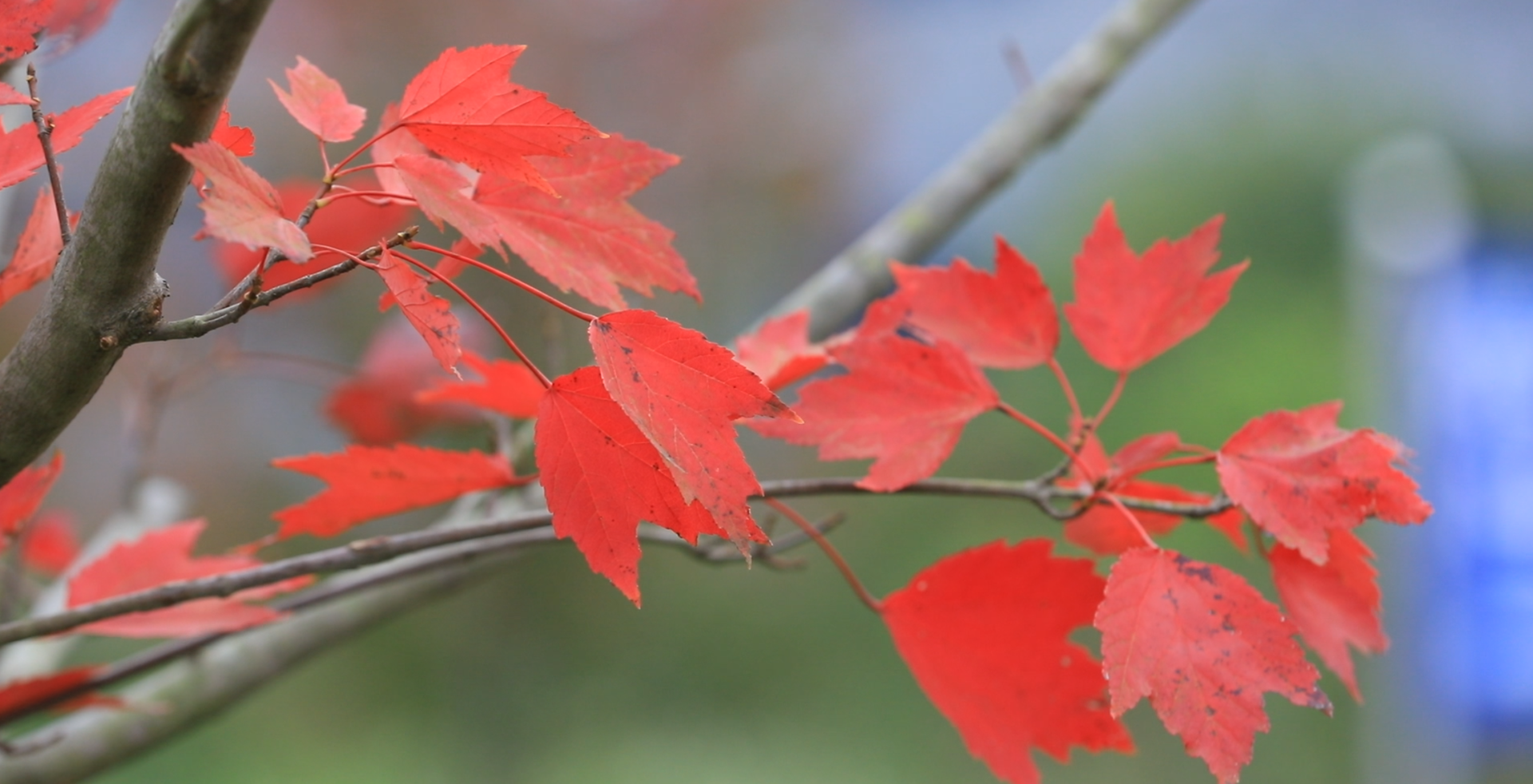 江永勾蓝瑶寨：初冬红叶醉游人