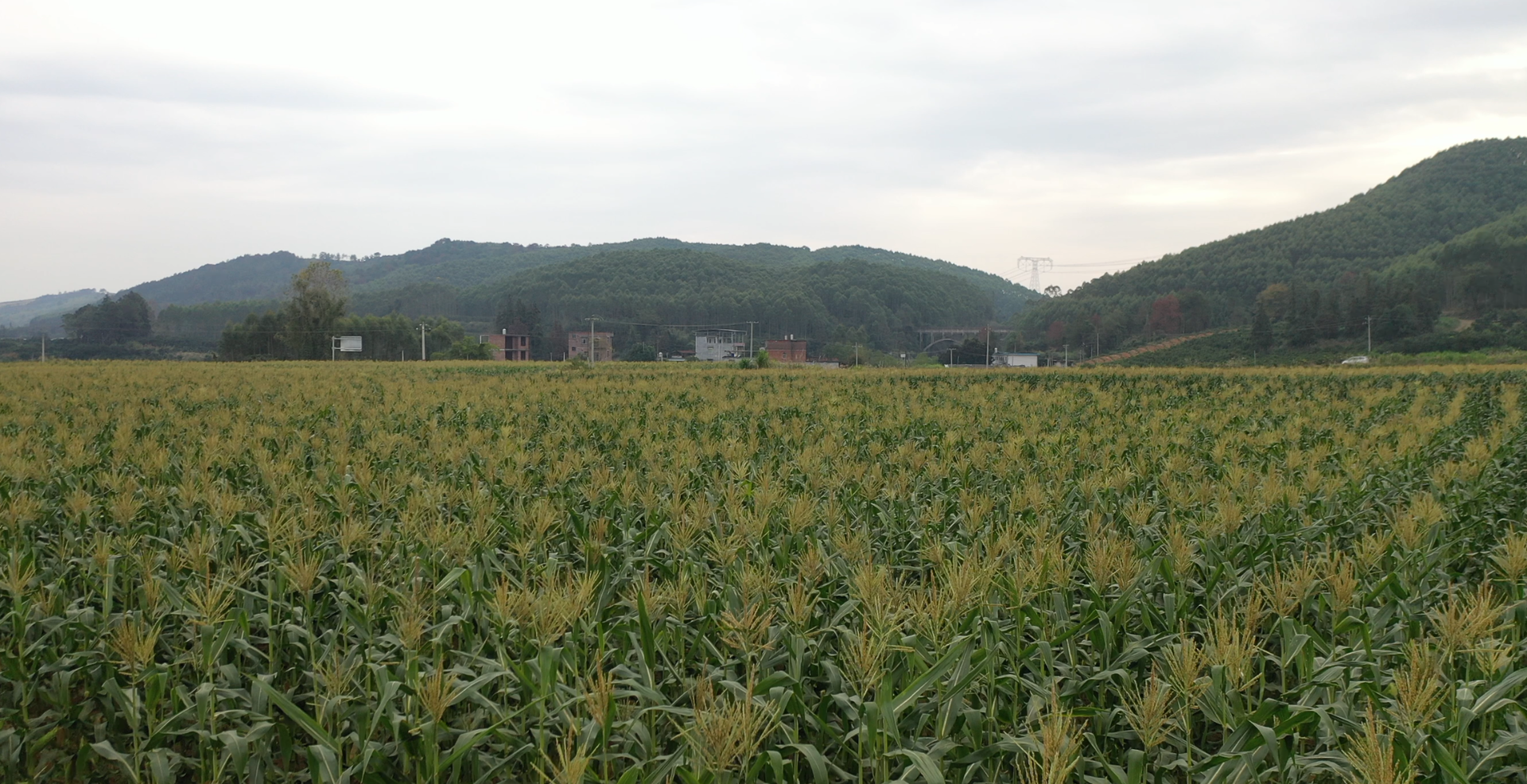 江永：冬种玉米长势旺