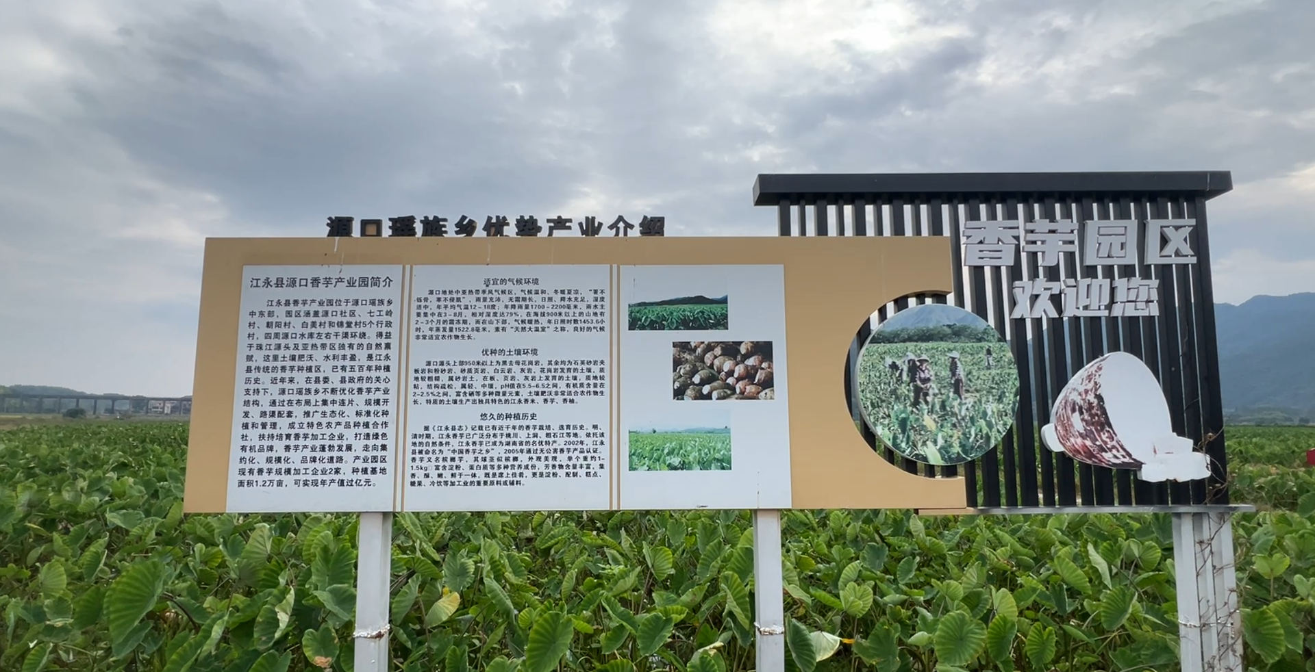 江永：万亩香芋绘“丰”景 特色产业促振兴