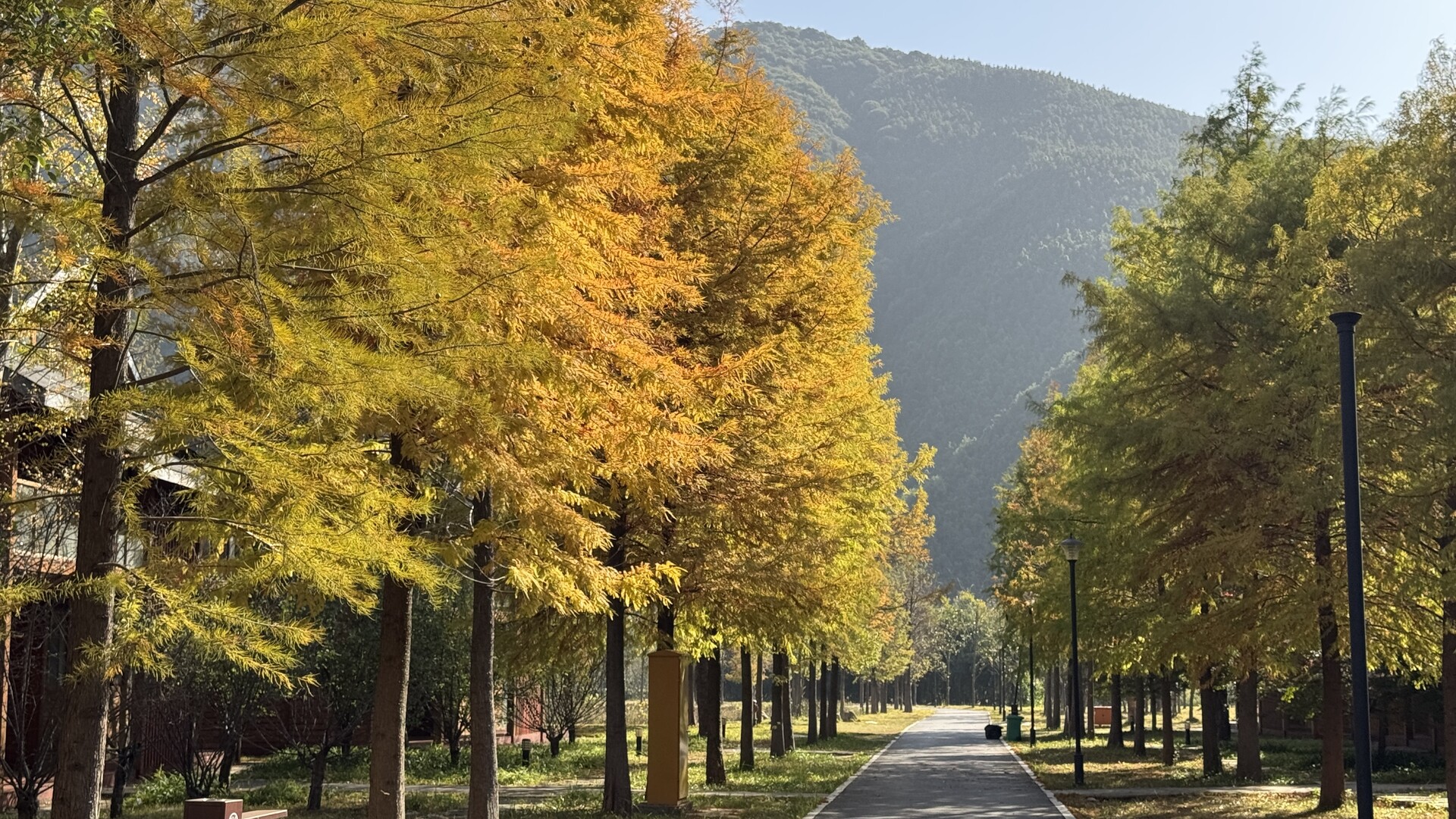 江永：满目鎏金醉初冬