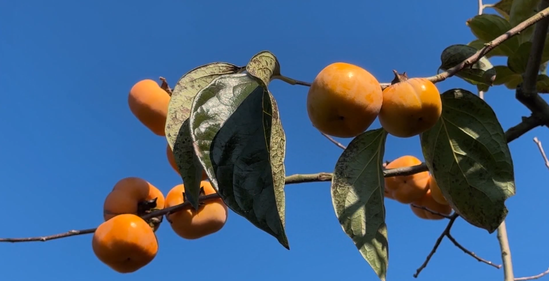 江永：月柿喜丰收