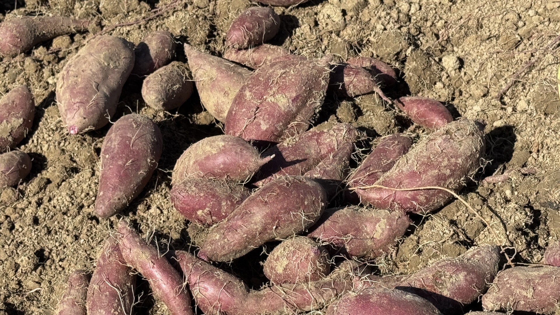 江永：紫薯迎丰收 “订单种植”保增收