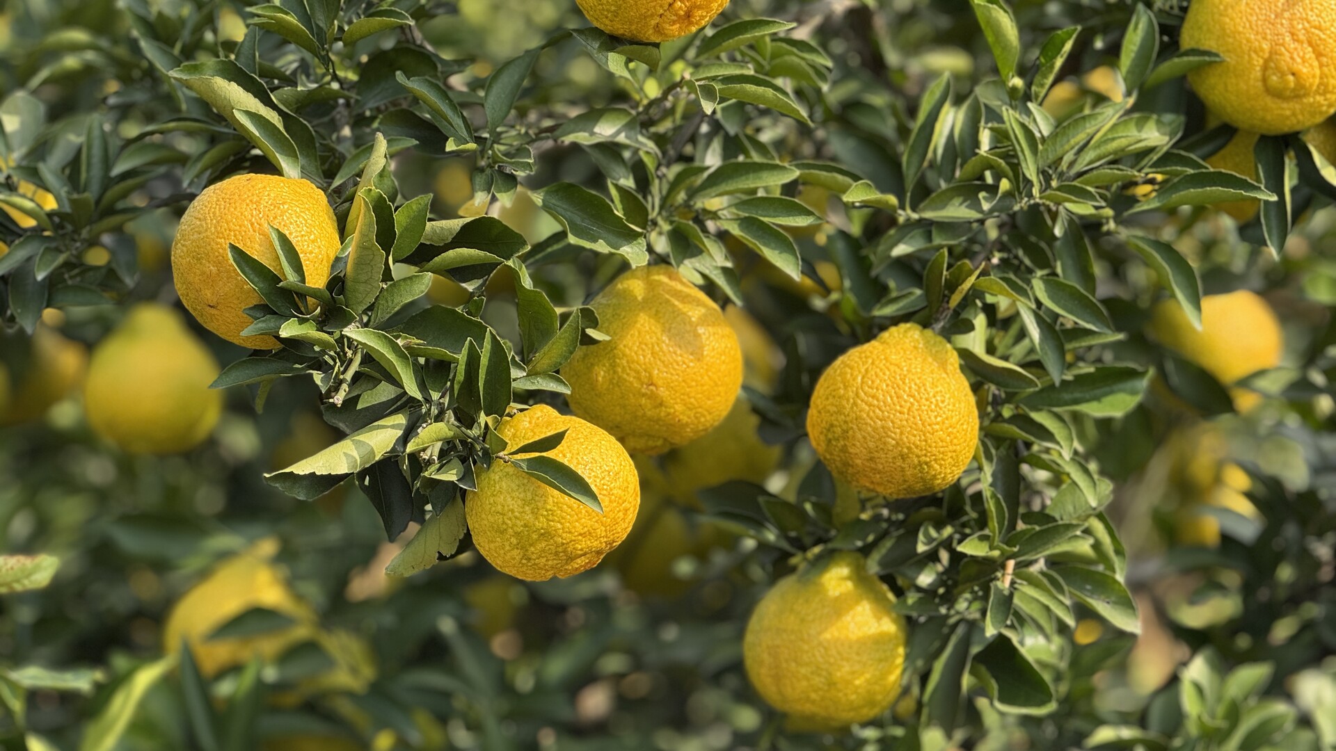 江永：黄金贡柚成熟上市