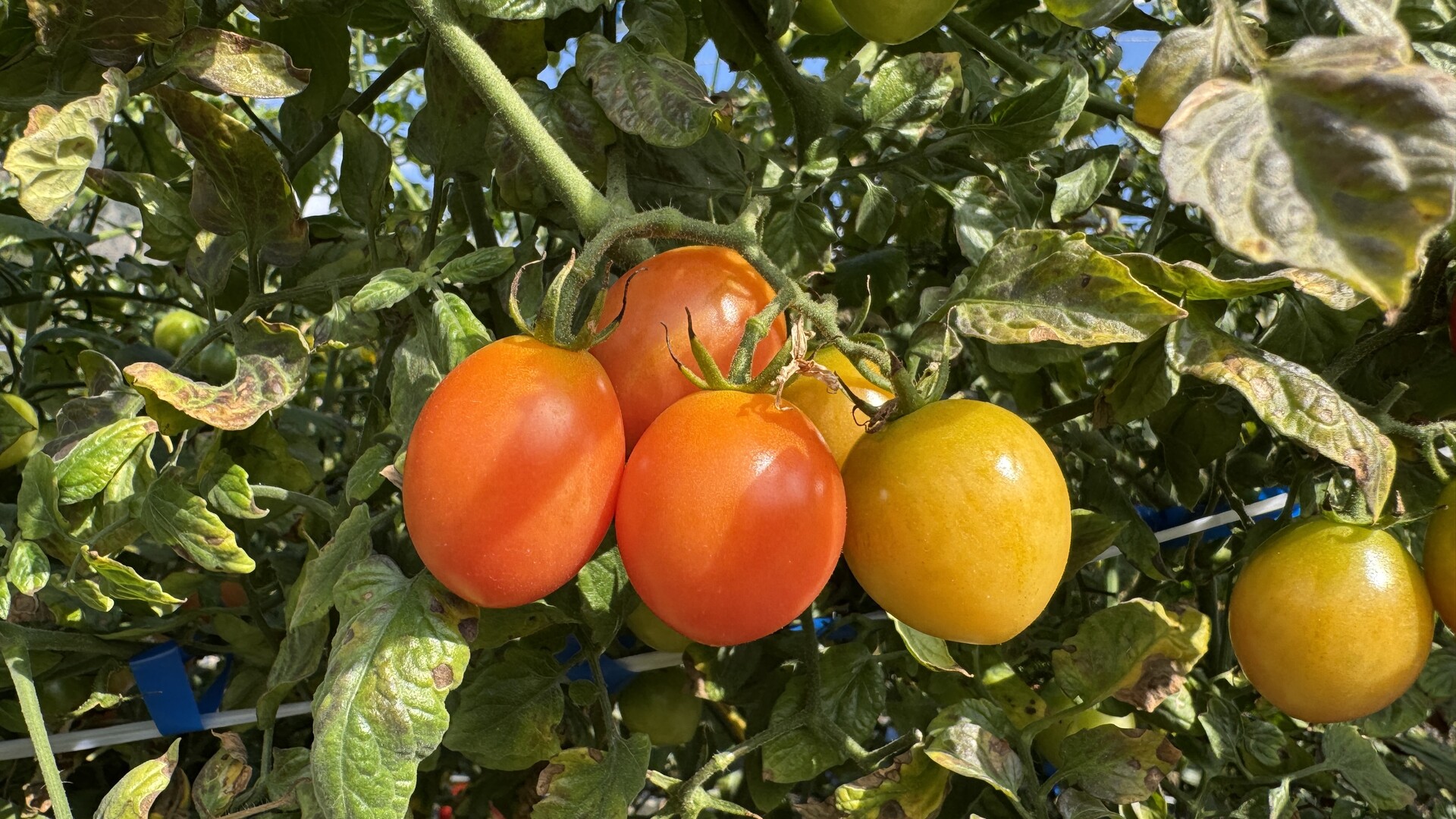 江永：小圣女果成“黄金果” 返乡能人带动产业兴