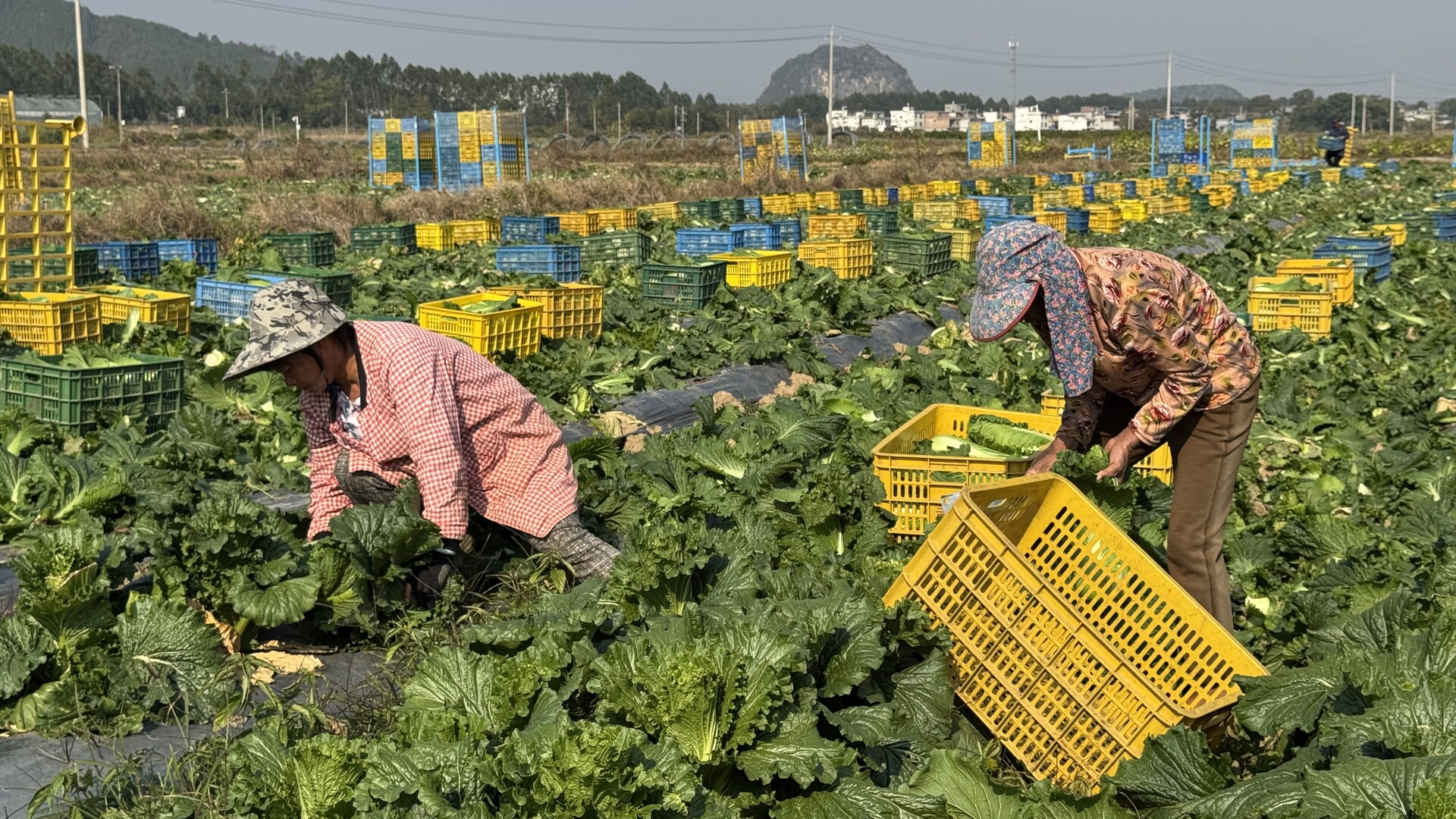 江永：供港蔬菜基地采收忙 长叶青菜直销香港