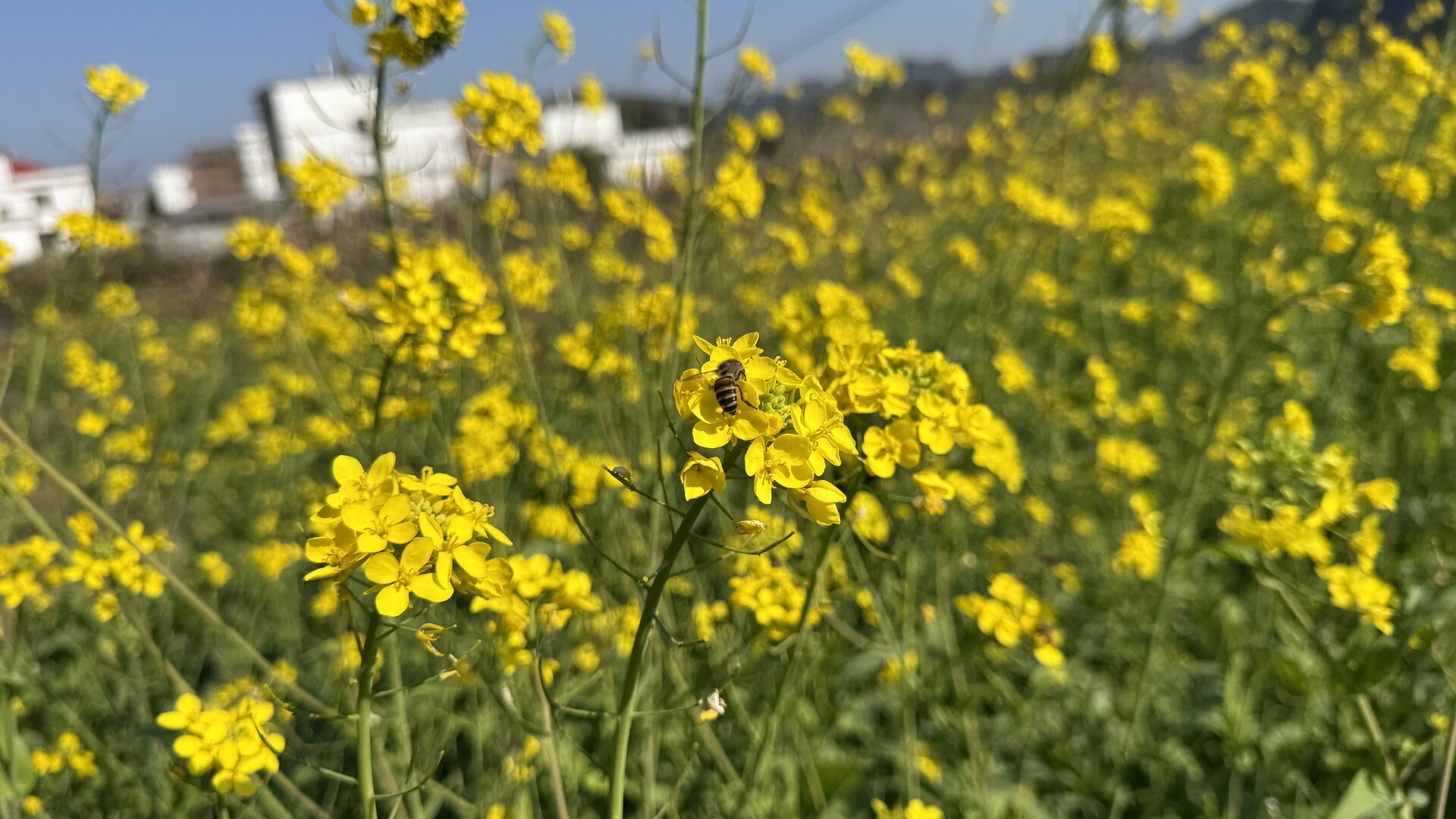 江永：早油初绽添暖意