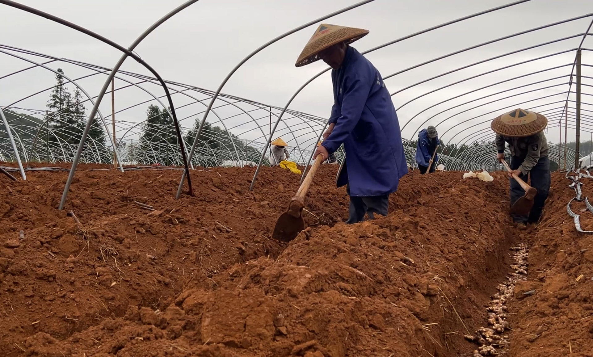 江永：春雨润田春耕忙 香姜种植促增收
