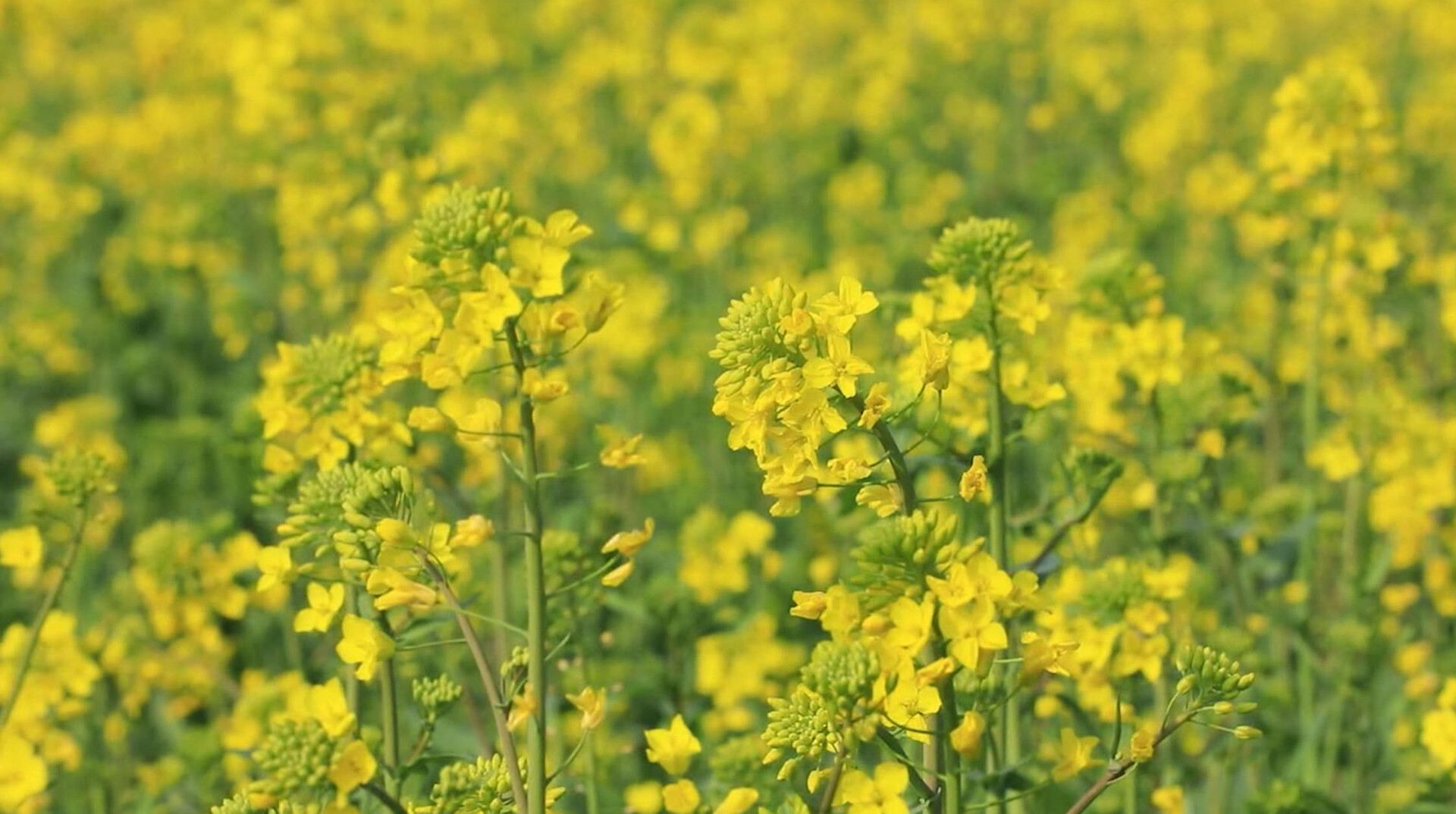江永：女书故里花正艳 金色花海醉春归