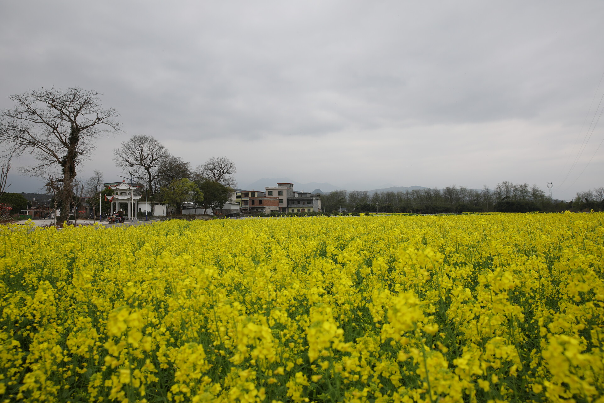 江永：“稻田公园”筹备就绪 千亩油菜花海静待周末首批游客