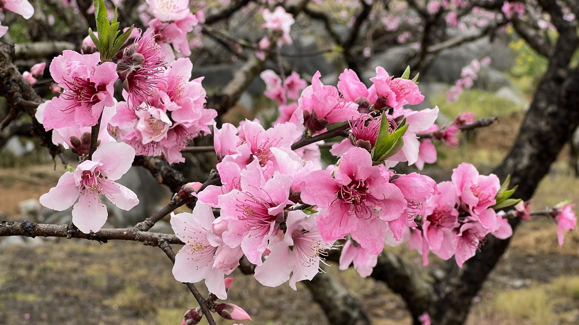 江永：万亩桃花竞相开 瑶乡迎客促振兴