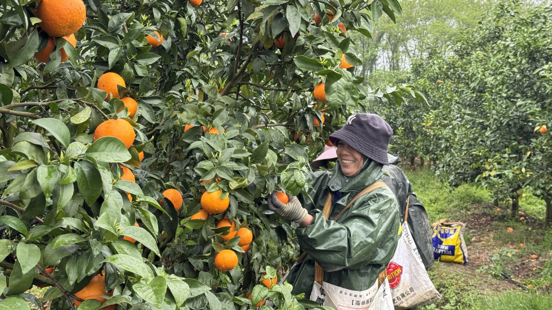 江永：沃柑挂满枝 农户采收忙