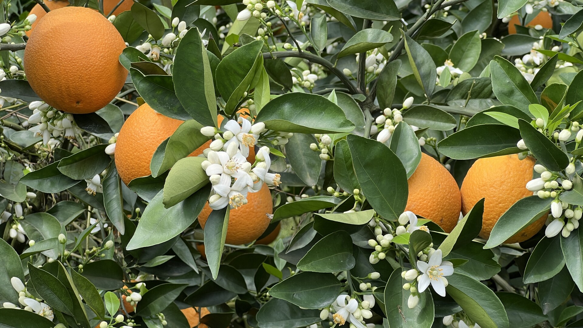 江永：花果同树景如画 特色果业促振兴