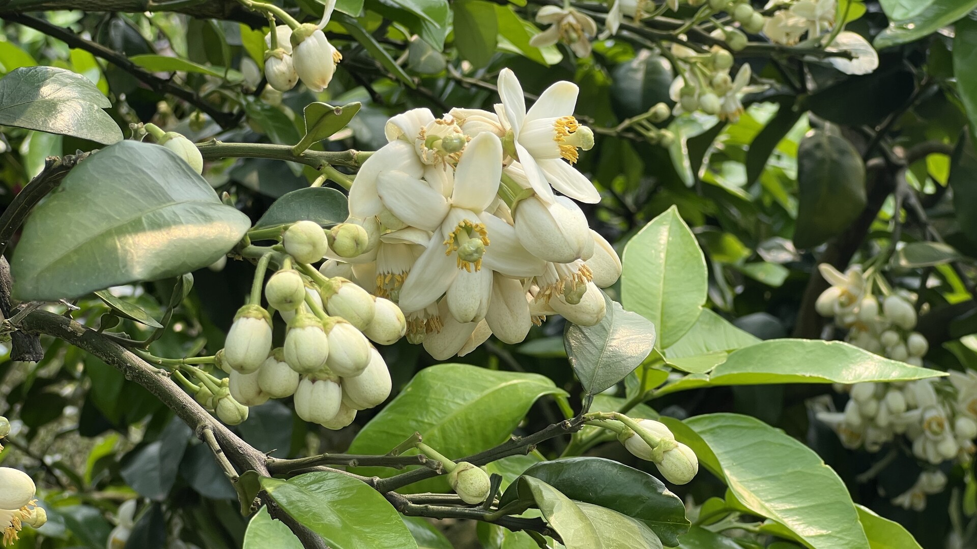 江永：柚花绽放香满岭
