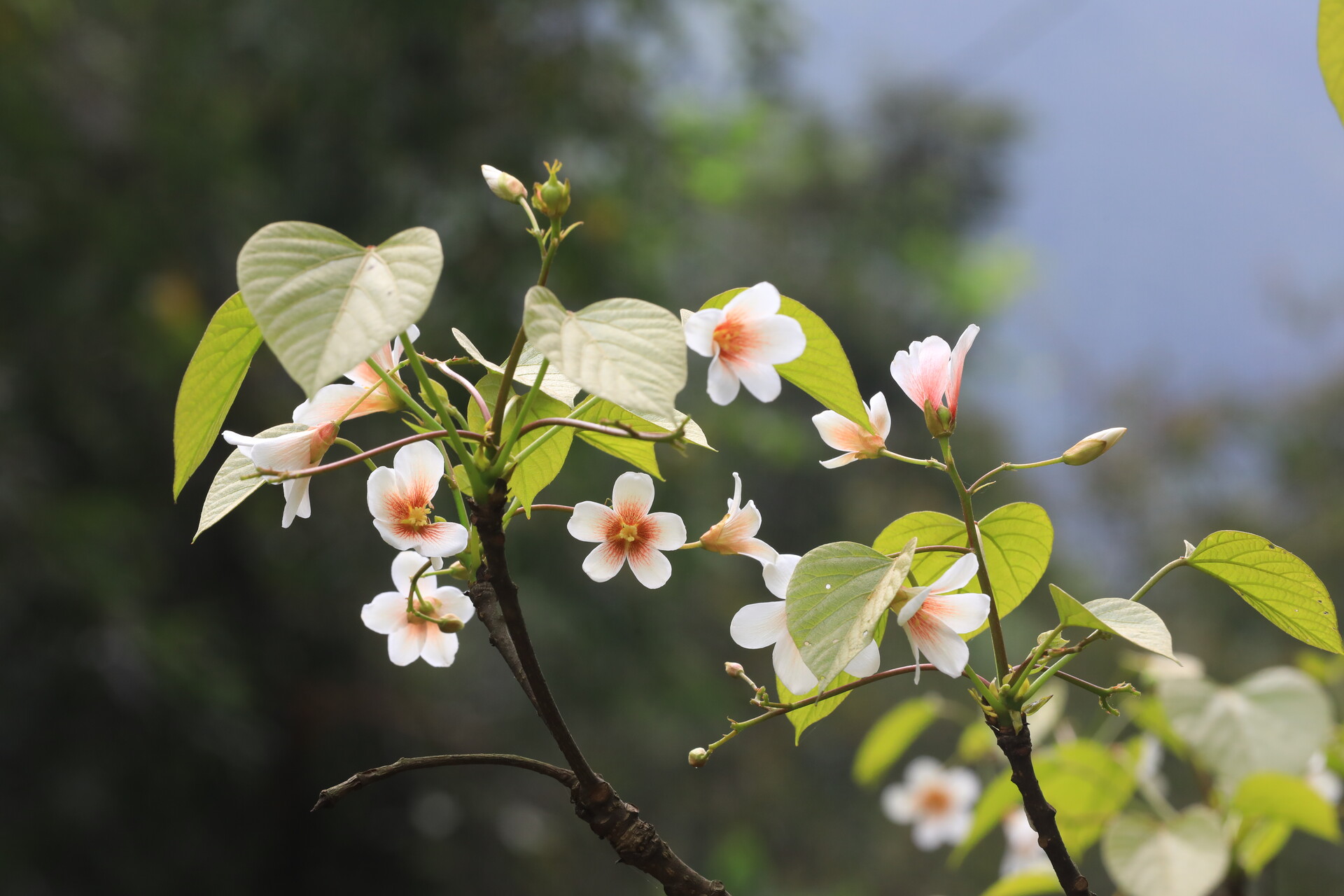 江永：山花烂漫染瑶乡