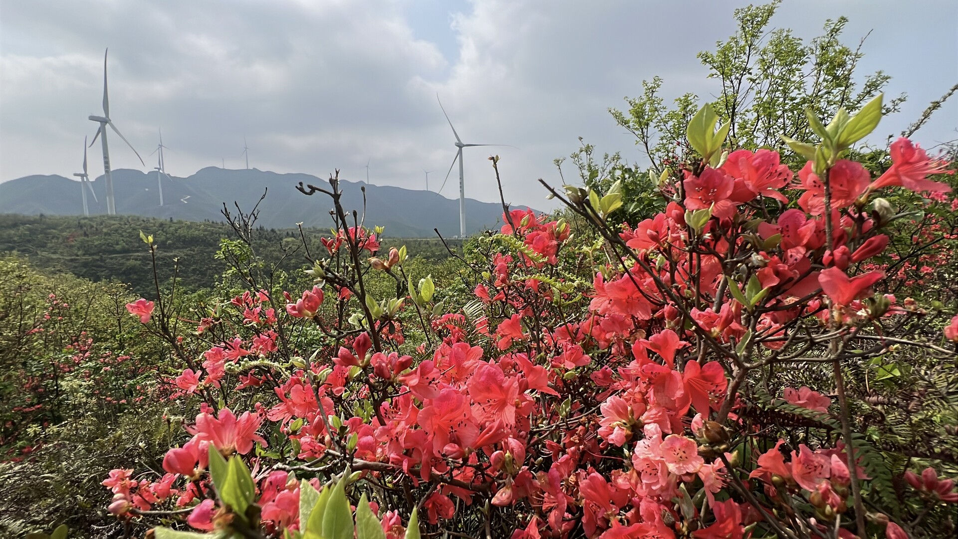 江永：高山风电伴花开 生态瑶乡景如画